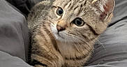 Nala a rejoint le concours — aidez-le/la à gagner de superbes lots ! cat, kitten, tabby, pet, animal, feline, indoors, blanket, bed, bedding, gray, brown, striped, sitting, cuddly, cute, whiskers, ears, portrait, cozy