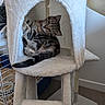 Nala a rejoint le concours — aidez-le/la à gagner de superbes lots ! cat, kitten, tabby, feline, pet, animal, curled_up, sleeping, sitting, cat_tree, scratching_post, plush, cozy, indoors, home, cubby, fur, striped, tail, portrait