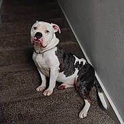 Blu is registered to the contest to win money with this photo: dog, pet, staircase, carpet, indoor, white, black, sitting, animal, canine, fur, ears, collar, paw, portrait, expression, wall, house, domestic, companion