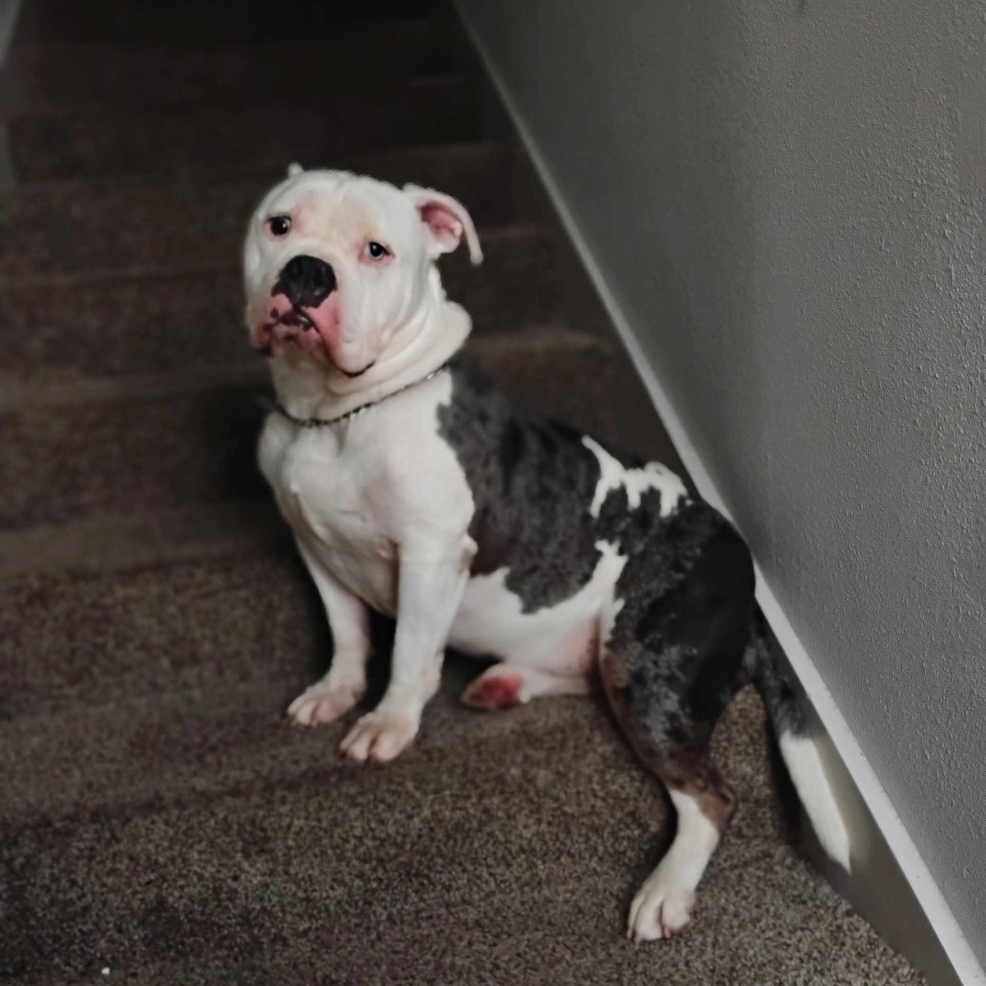 Blu is registered to the contest to win money with this photo: dog, pet, staircase, carpet, indoor, white, black, sitting, animal, canine, fur, ears, collar, paw, portrait, expression, wall, house, domestic, companion