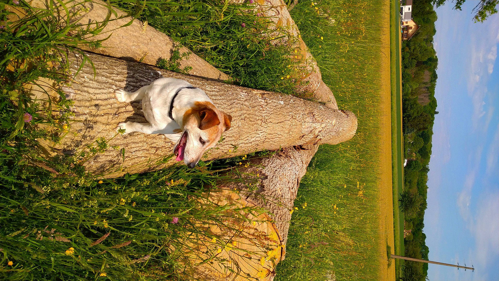 Flèche a rejoint le concours — aidez-le/la à gagner de superbes lots ! canidae, carnivore, grass, plant, tree, wildlife