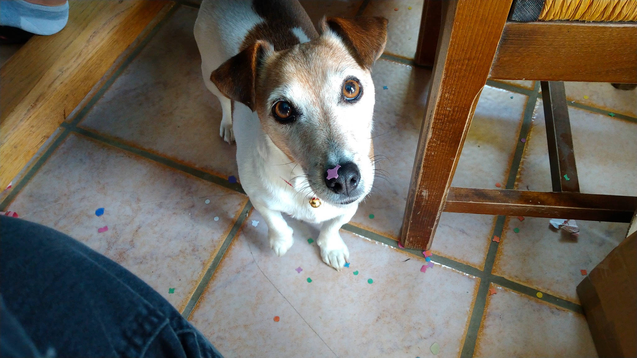 Flèche a rejoint le concours — aidez-le/la à gagner de superbes lots ! aspin, canidae, carnivore, dog, dog_breed, fawn, feist, fox_terrier, mammal, potcake_dog, smooth_fox_terrier, snout, street_dog, whiskers