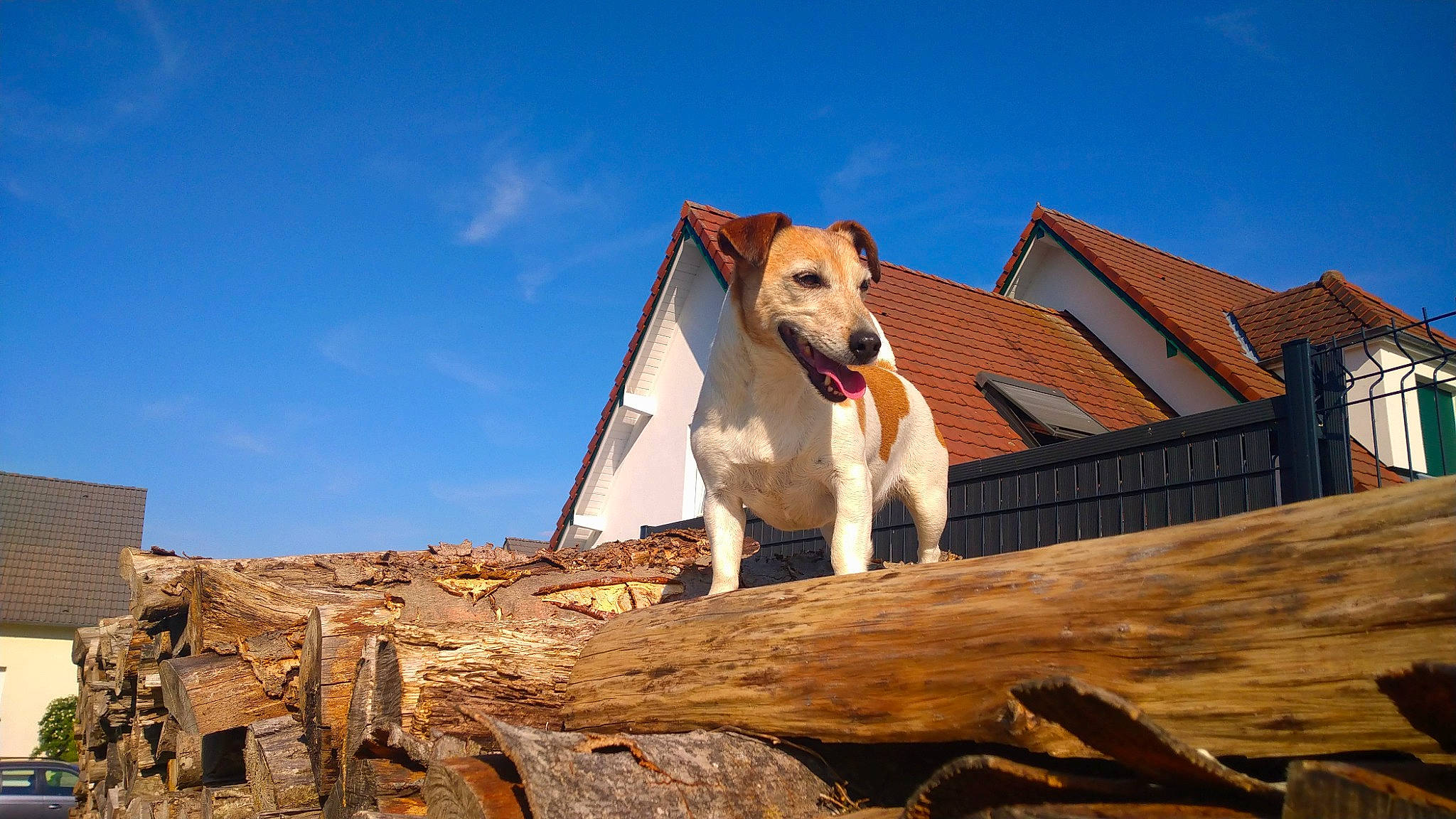 Flèche participe au concours pour gagner de l'argent avec cette photo : american_staffordshire_terrier, canidae, carnivore, dog, dog_breed, fawn, fox_terrier, jack_russell_terrier, mammal, russell_terrier, terrier