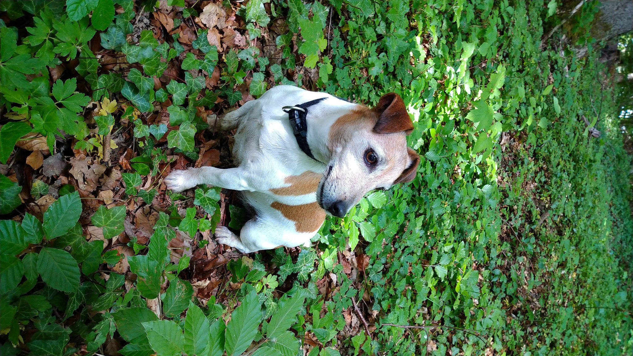 Flèche participe au concours pour gagner de l'argent avec cette photo : american_staffordshire_terrier, canidae, carnivore, companion_dog, dog, dog_breed, fawn, feist, grass, mammal, sporting_group, treeing_feist