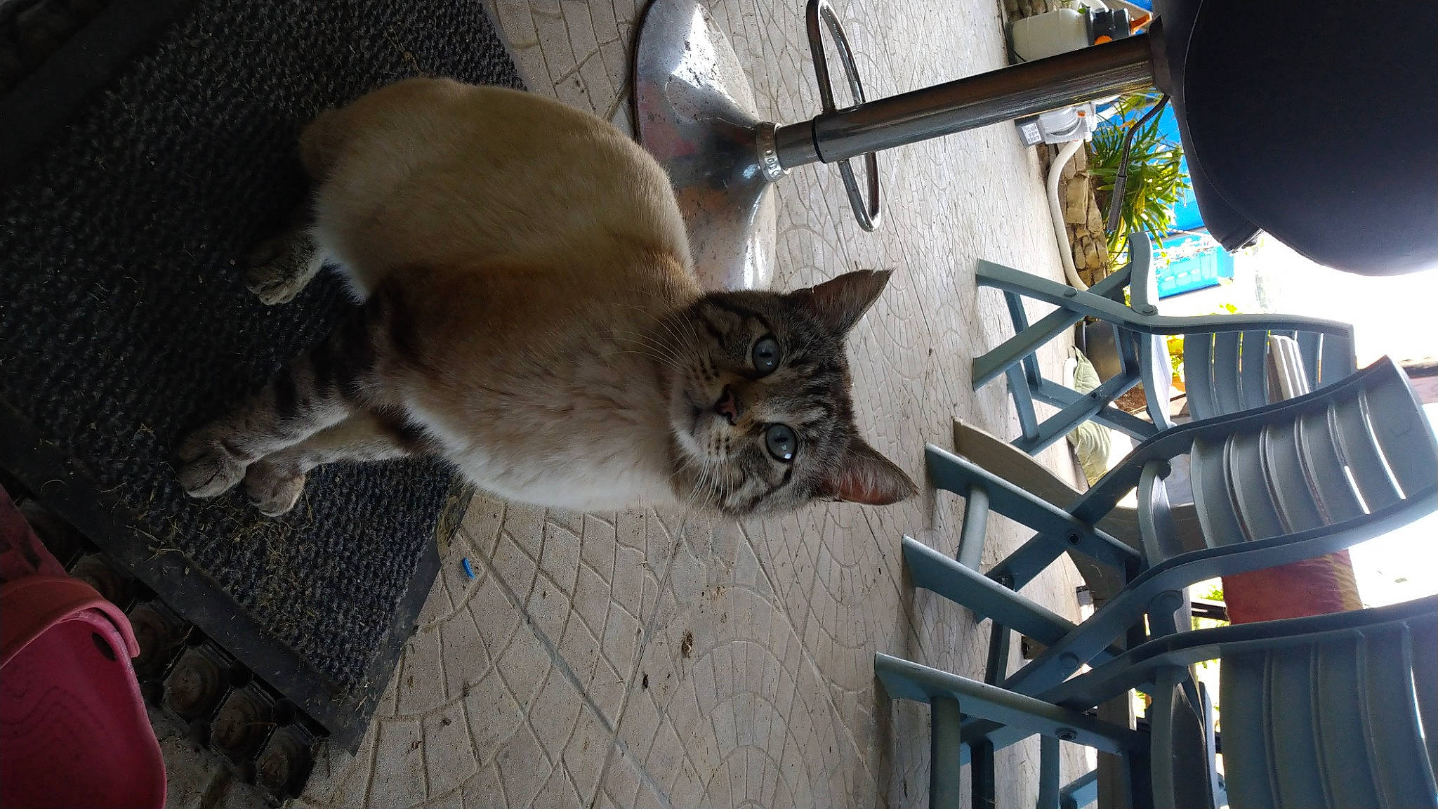 Magic a rejoint le concours — aidez-le/la à gagner de superbes lots ! aegean_cat, asian, carnivore, cat, domestic_short_haired_cat, european_shorthair, fawn, felidae, small_to_medium_sized_cats, tabby_cat, whiskers