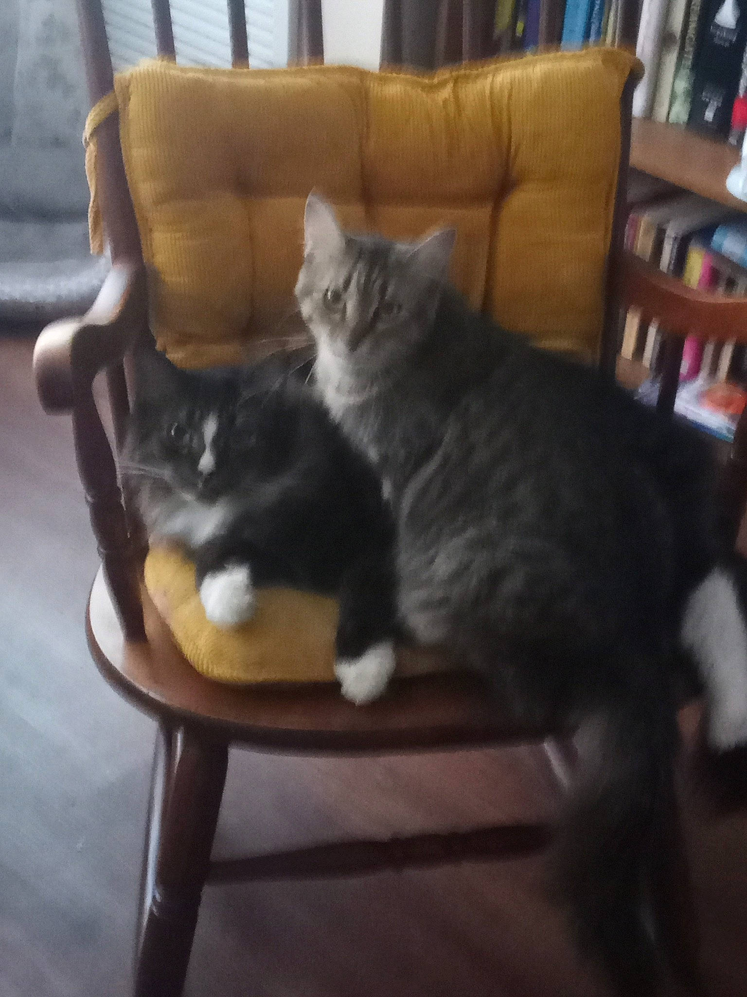 Flossy is registered to the contest to win money with this photo: american_shorthair, carnivore, cat, chair, chartreux, comfort, couch, domestic_short_haired_cat, european_shorthair, felidae, fur, furniture, kitten, polydactyl_cat, russian_blue, sitting, small_to_medium_sized_cats, table, tail, whiskers