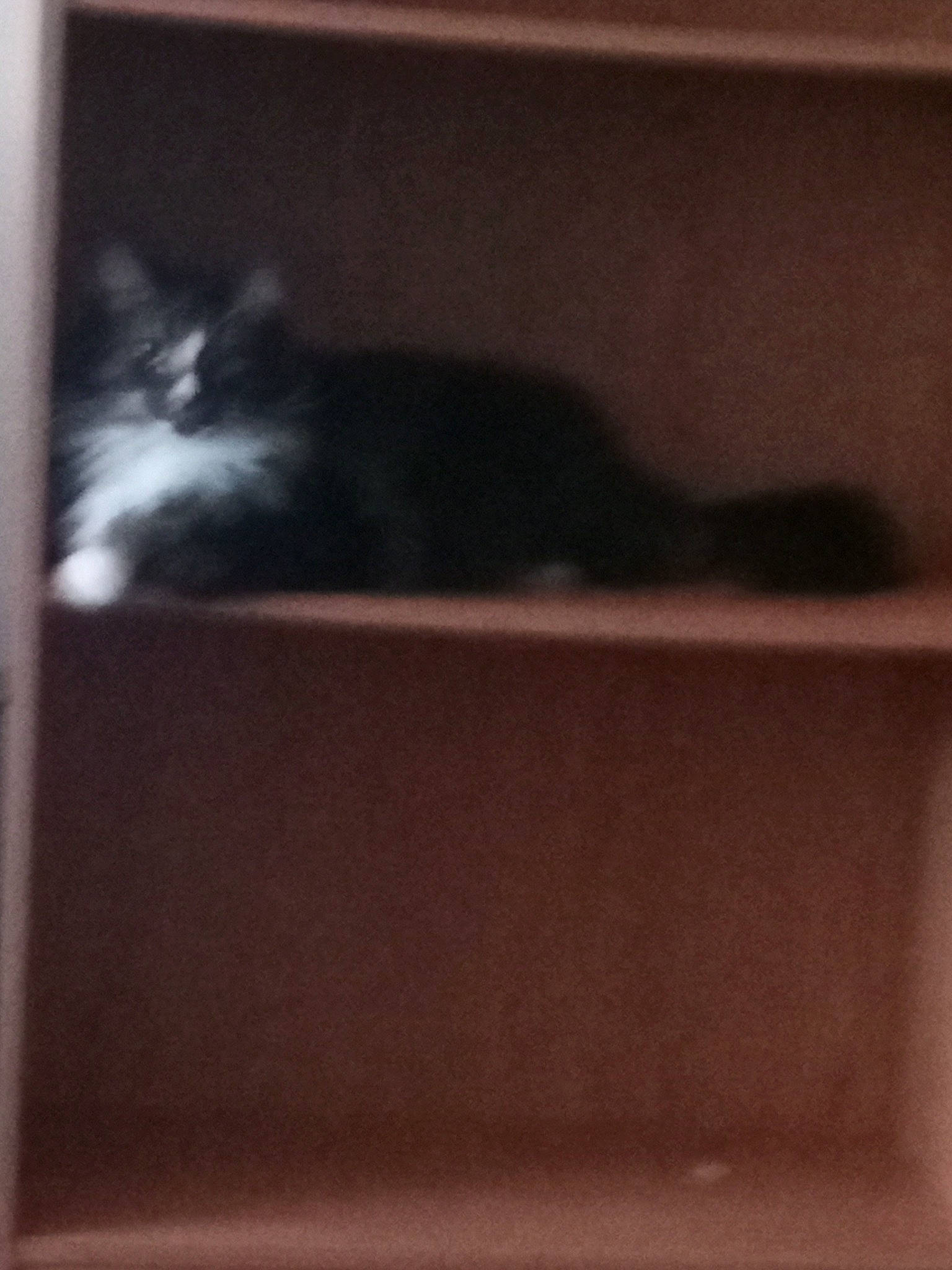 Fuzzy is registered to the contest to win money with this photo: black, black_cat, carnivore, cat, domestic_short_haired_cat, felidae, kitten, polydactyl_cat, small_to_medium_sized_cats, tail, whiskers