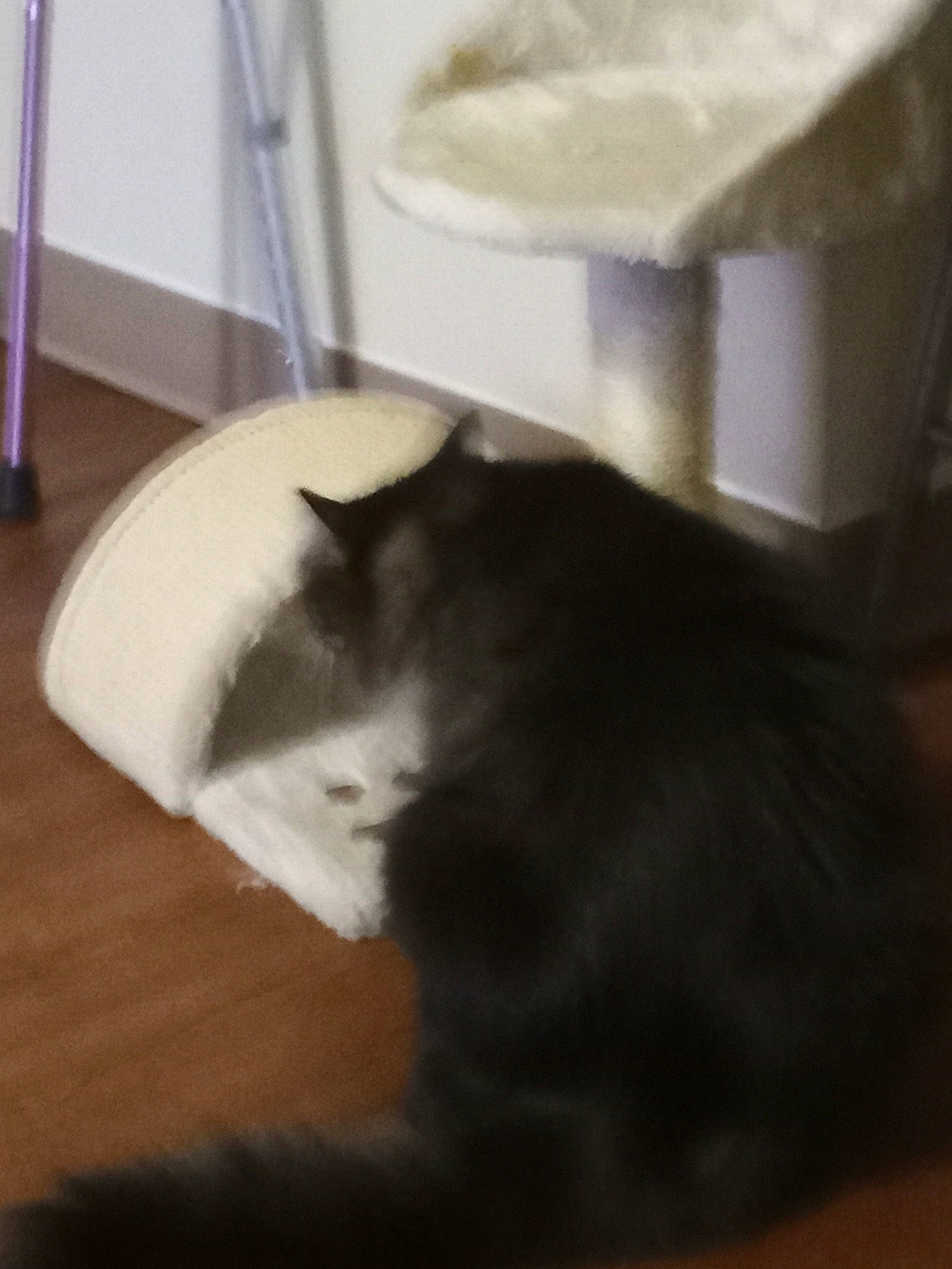 Fuzzy joined the competition — help win amazing prizes! black_cat, carnivore, cat, ear, felidae, floor, fur, kitten, norwegian_forest_cat, small_to_medium_sized_cats, table, tail, whiskers