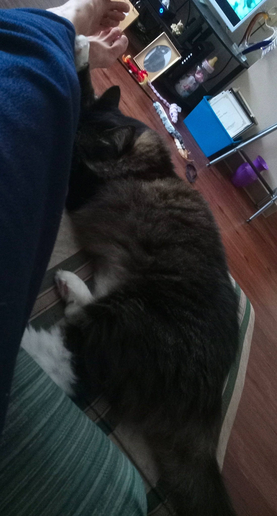 Fuzzy joined the competition — help win amazing prizes! black_cat, carnivore, cat, ear, felidae, fur, leg, norwegian_forest_cat, small_to_medium_sized_cats, tail, whiskers