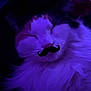 Cali is registered to the contest to win money with this photo: cat, sleeping, fluffy, purple_light, indoor, pet, feline, cute, mustache_overlay, closeup, whiskers, relaxed, face, animal, domestic_animal, fur, portrait, cozy, resting, soft