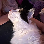 Cali joined the competition — help win amazing prizes! cat, white_cat, black_and_white_cat, pet, feline, fluffy, close_up, indoor, person, tank_top, cartoon_character, cozy, resting, face_profile, fur, animal, companion, warm_lighting, soft_focus, intimate