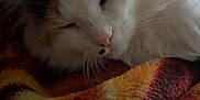 Cali is registered to the contest to win money with this photo: cat, sleeping, blanket, cozy, fur, pet, resting, indoor, closeup, calm, warm, comfort, animal, whiskers, face, soft, relaxation, cute, domestic, feline