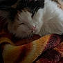 cat, sleeping, blanket, cozy, fur, pet, resting, indoor, closeup, calm, warm, comfort, animal, whiskers, face, soft, relaxation, cute, domestic, feline