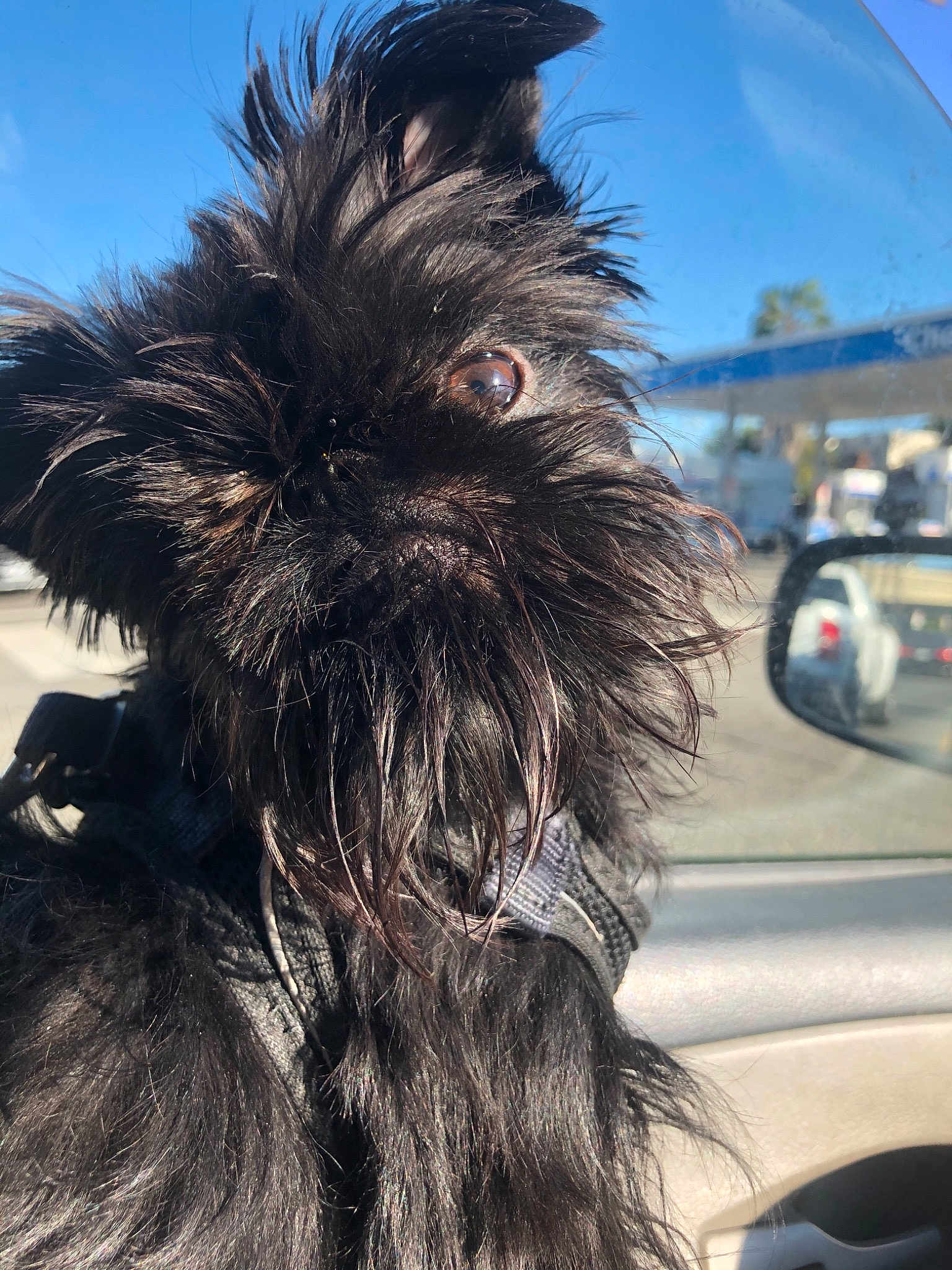 Rebel