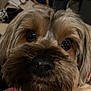 dog, close_up, pet, animal, fur, nose, eyes, indoors, cute, face, portrait, fluffy, whiskers, snout, companion, canine, household, blurred_background, curious, friendly