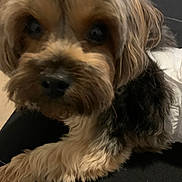 Kobe Sherrod is registered to the contest to win money with this photo: animal, black_fur, canine, close_up, companion, curious, cute, dog, domestic_animal, face, friendly, fur, indoor, looking, mammal, nose, pet, small_dog, tan_fur, whiskers