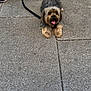 animal, canine, companion, concrete, cute, dog, friendly, fur, happy, leash, outdoor, pavement, paw, pet, resting, sidewalk, small_dog, summer, tongue_out, walking
