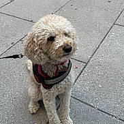 Bella is registered to the contest to win money with this photo: dog, curly_fur, harness, leash, sitting, pavement, outdoor, pet, canine, side_view, calm, small_dog, walking_gear, fur_texture, urban, sidewalk, animal, close_up, daylight, cute