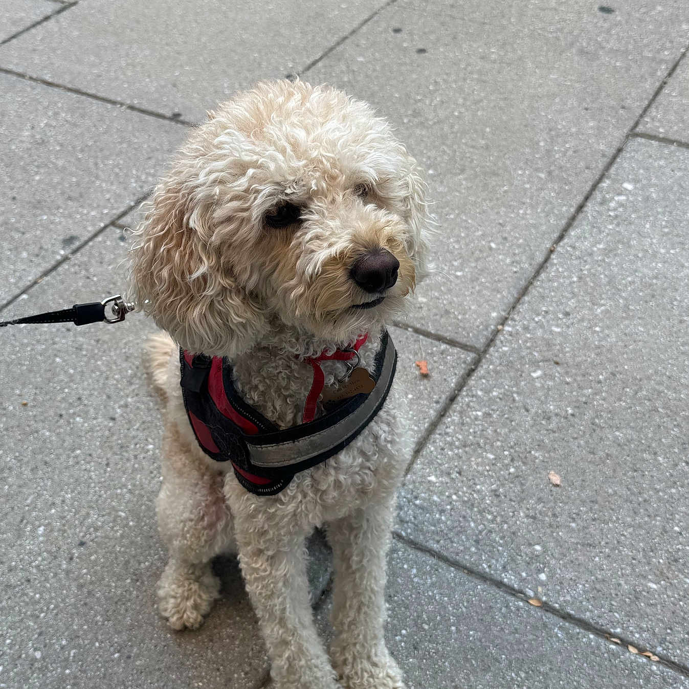 Bella is registered to the contest to win money with this photo: animal, calm, canine, close_up, curly_fur, cute, daylight, dog, fur_texture, harness, leash, outdoor, pavement, pet, side_view, sidewalk, sitting, small_dog, urban, walking_gear