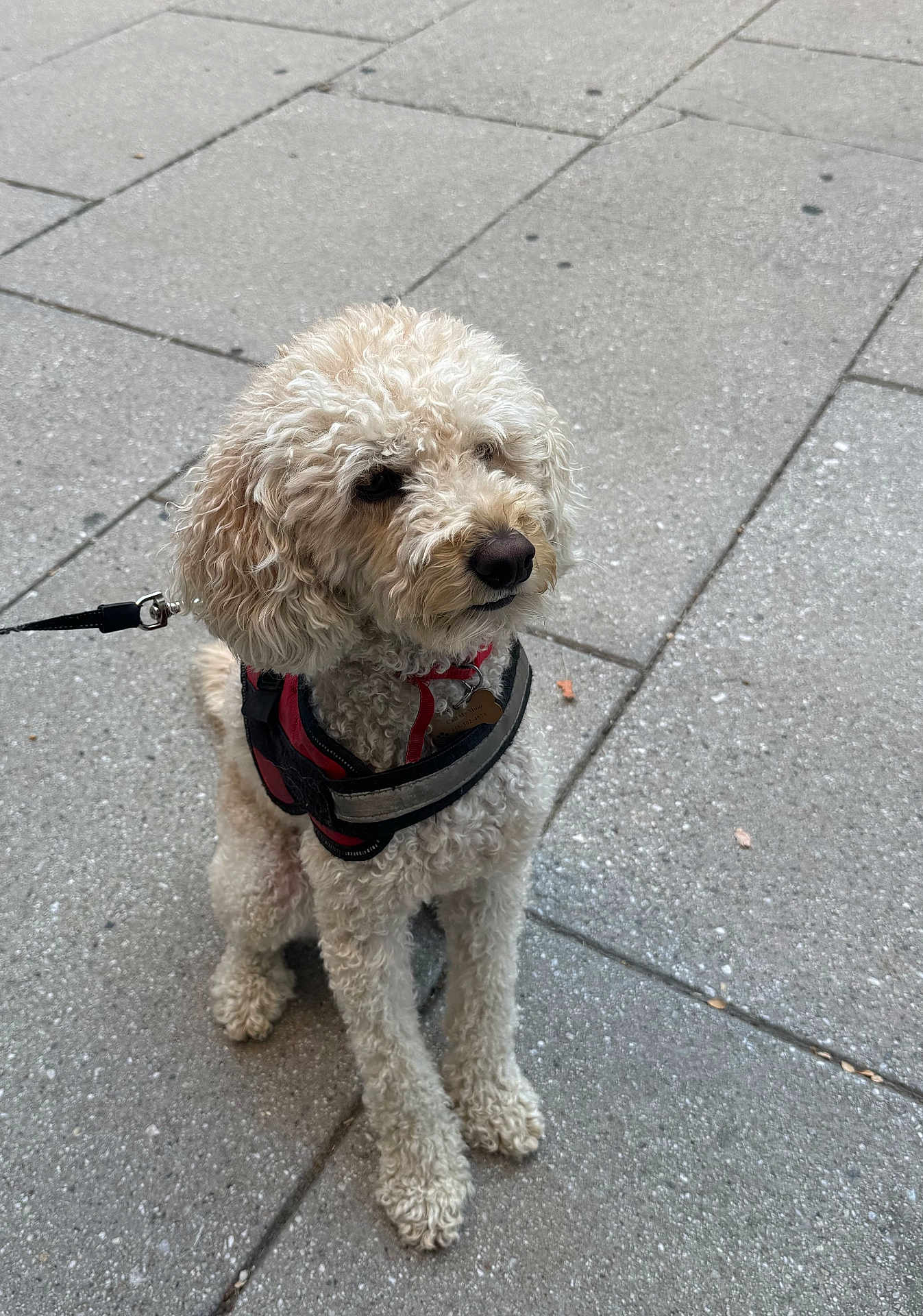 Bella is registered to the contest to win money with this photo: dog, curly_fur, harness, leash, sitting, pavement, outdoor, pet, canine, side_view, calm, small_dog, walking_gear, fur_texture, urban, sidewalk, animal, close_up, daylight, cute