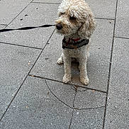 Bella is registered to the contest to win money with this photo: animal, calm, canine, closeup, curly_fur, daylight, dog, friendly, harness, leash, outdoor, pavement, pet, quiet, sidewalk, sitting, small_dog, street, urban, walking