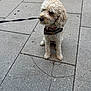 animal, calm, canine, closeup, curly_fur, daylight, dog, friendly, harness, leash, outdoor, pavement, pet, quiet, sidewalk, sitting, small_dog, street, urban, walking