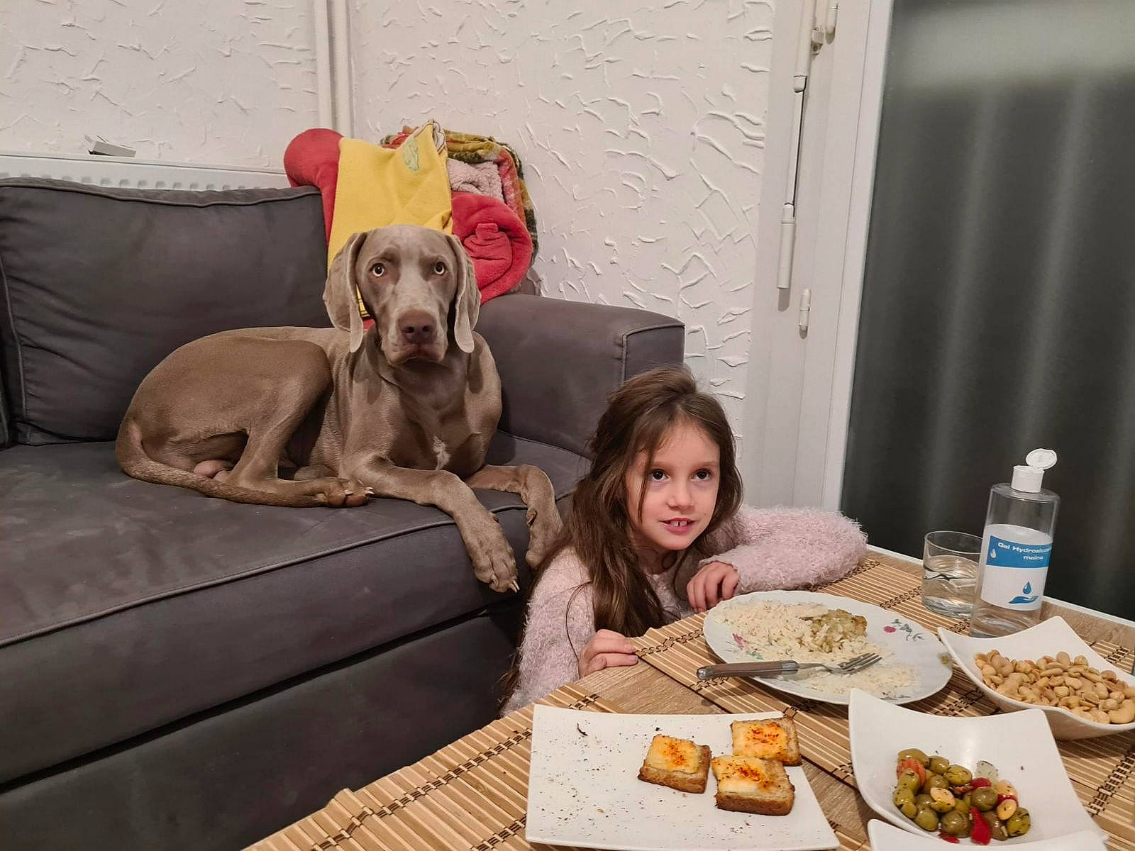 Léna a rejoint le concours — aidez-le/la à gagner de superbes lots ! carnivore, chair, comfort, companion_dog, couch, cuisine, dish, dog, dog_breed, dog_supply, event, fawn, food, liver, person, plate, recipe, sharing, sporting_group, table