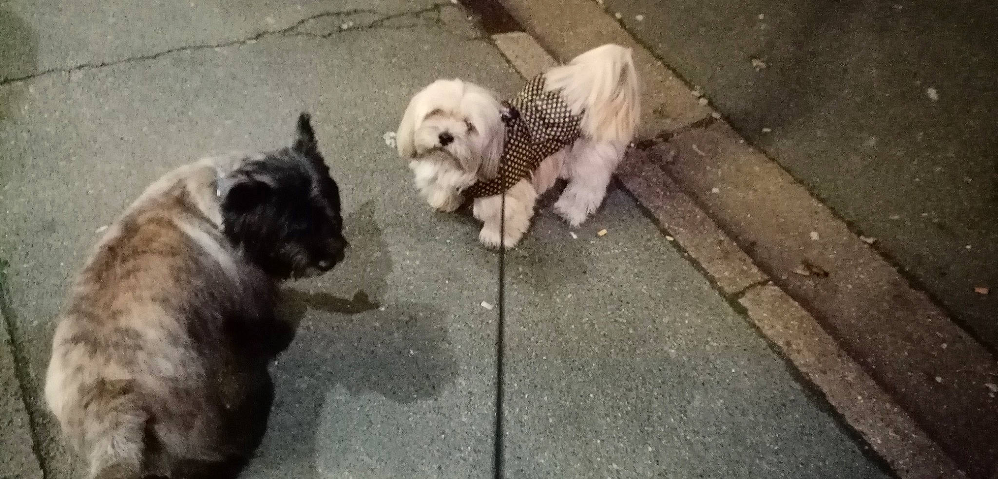 Mimi a rejoint le concours — aidez-le/la à gagner de superbes lots ! asphalt, canidae, carnivore, companion_dog, dog, dog_breed, fawn, fur, grass, leash, puppy, road_surface, sidewalk, small_terrier, snout, sporting_group, tail, terrier, toy_dog, working_animal