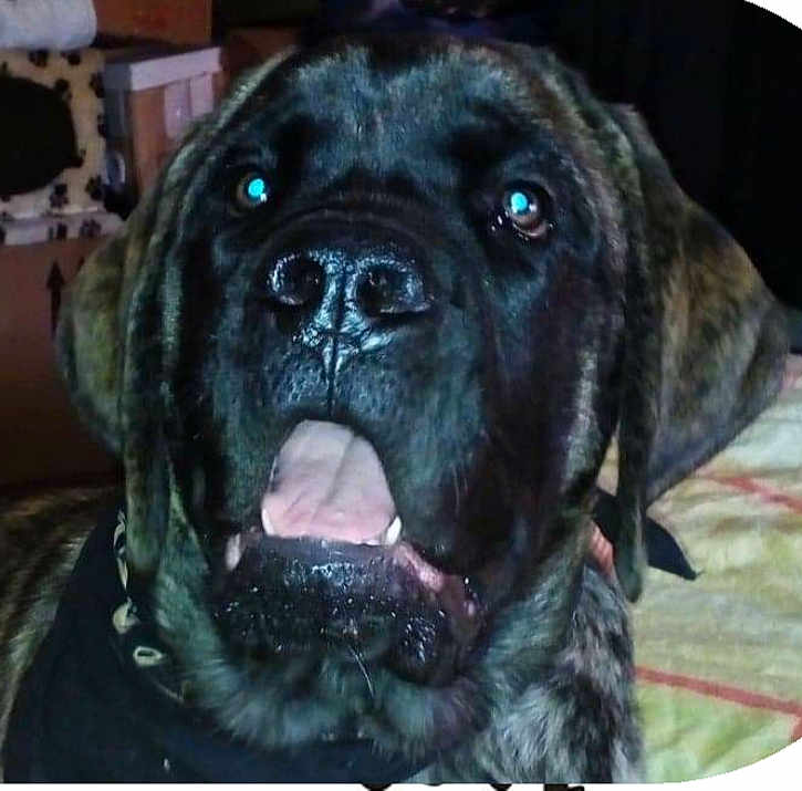 Pongo