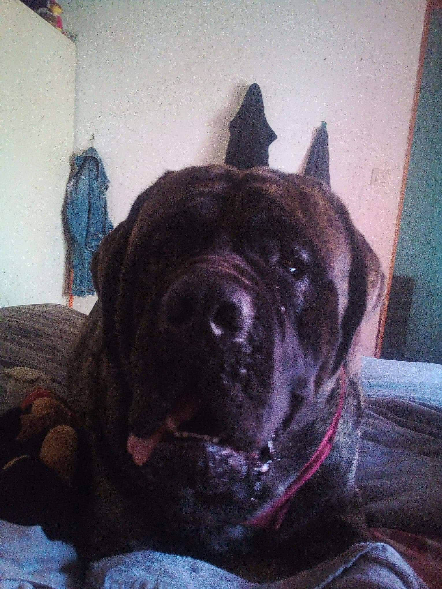 Pongo participe au concours pour gagner de l'argent avec cette photo : borador, canidae, carnivore, collar, comfort, companion_dog, dog, dog_breed, fawn, fur, guard_dog, liver, molosser, non_sporting_group, snout, sporting_group, whiskers, working_animal, working_dog, wrinkle