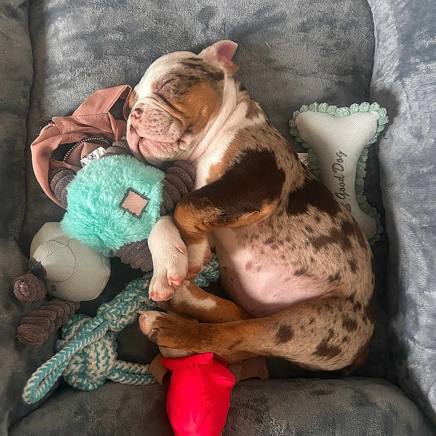 Boulou a rejoint le concours — aidez-le/la à gagner de superbes lots ! adorable, animal, bed, cozy, cuddly, cute, dog, furry, indoor, pet, plush_toys, puppy, relaxing, resting, sleeping, snuggled, soft_texture, spot_pattern, toy, young_dog