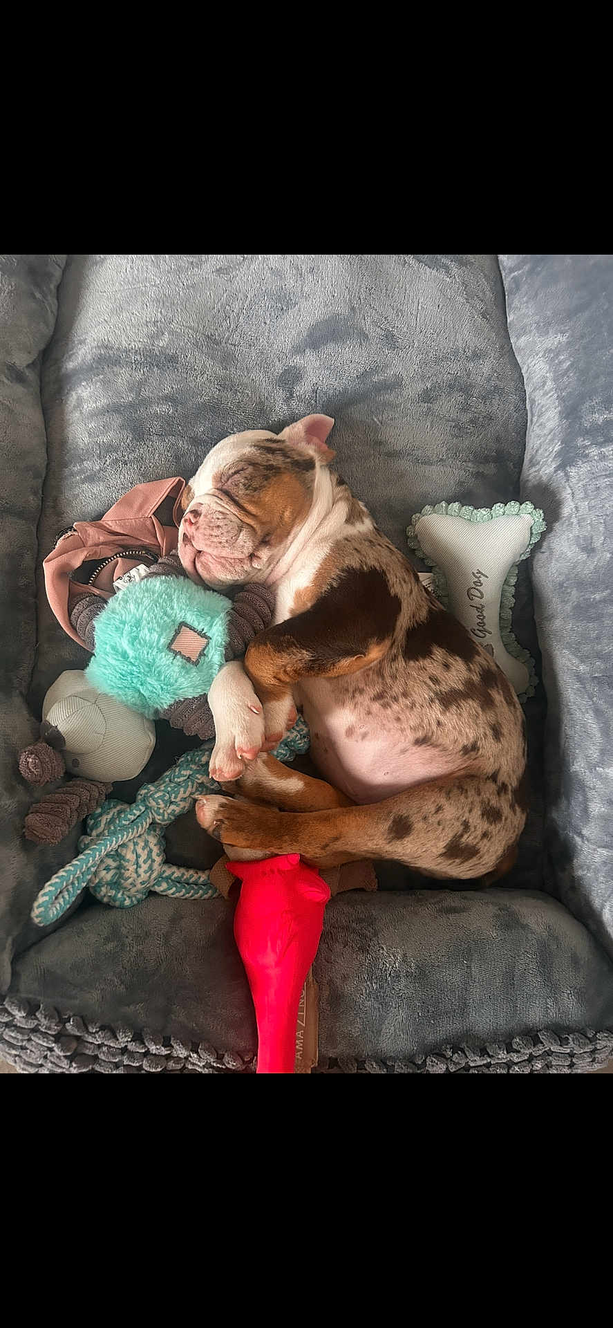 Boulou a rejoint le concours — aidez-le/la à gagner de superbes lots ! puppy, dog, sleeping, bed, plush_toys, cozy, spot_pattern, cute, pet, resting, soft_texture, indoor, animal, adorable, snuggled, young_dog, toy, relaxing, furry, cuddly