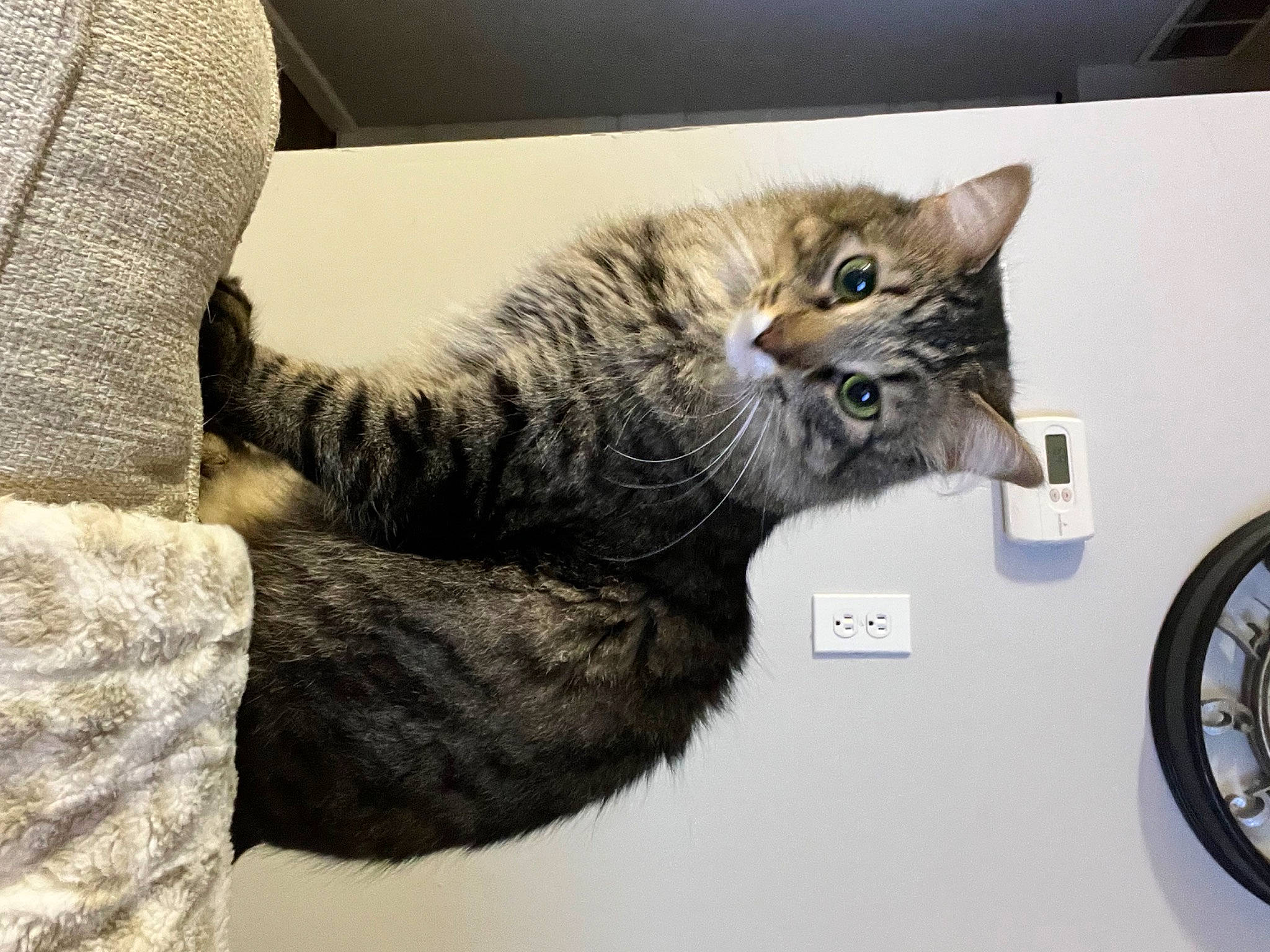 George is registered to the contest to win money with this photo: automotive_tire, box, carnivore, cat, claw, comfort, domestic_short_haired_cat, felidae, fender, fur, gesture, grey, paw, small_to_medium_sized_cats, tail, tire, wheel, whiskers, window