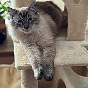 Alaska a rejoint le concours — aidez-le/la à gagner de superbes lots ! cat, fluffy_cat, cat_tree, indoor, pet, feline, relaxed, stretching, beige, soft_light, curious, cozy, home, animal, whiskers, paws, fur, close_up, domestic_cat, resting