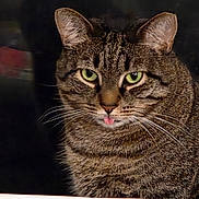 Thor joined the competition — help win amazing prizes! cat, tabby, green_eyes, tongue_out, close_up, whiskers, fur, pet, animal, face, curious, indoor, feline, striped, muzzle, ears, nose, paper, background, portrait