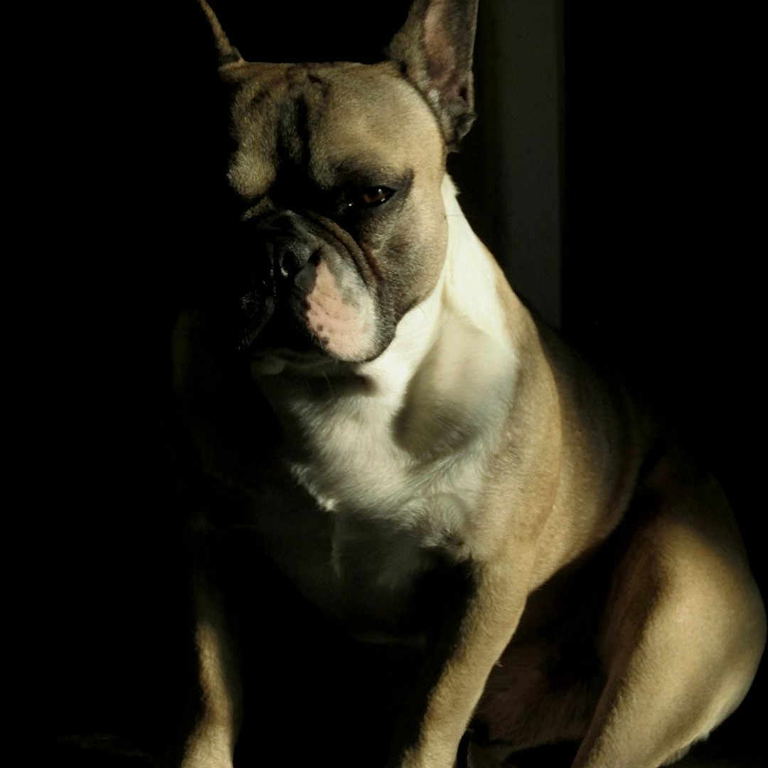 Stish participe au concours pour gagner de l'argent avec cette photo : animal, bostonbull, boxer, bulldog, canine, dog, frenchbulldog, pet, pitbull, puppy