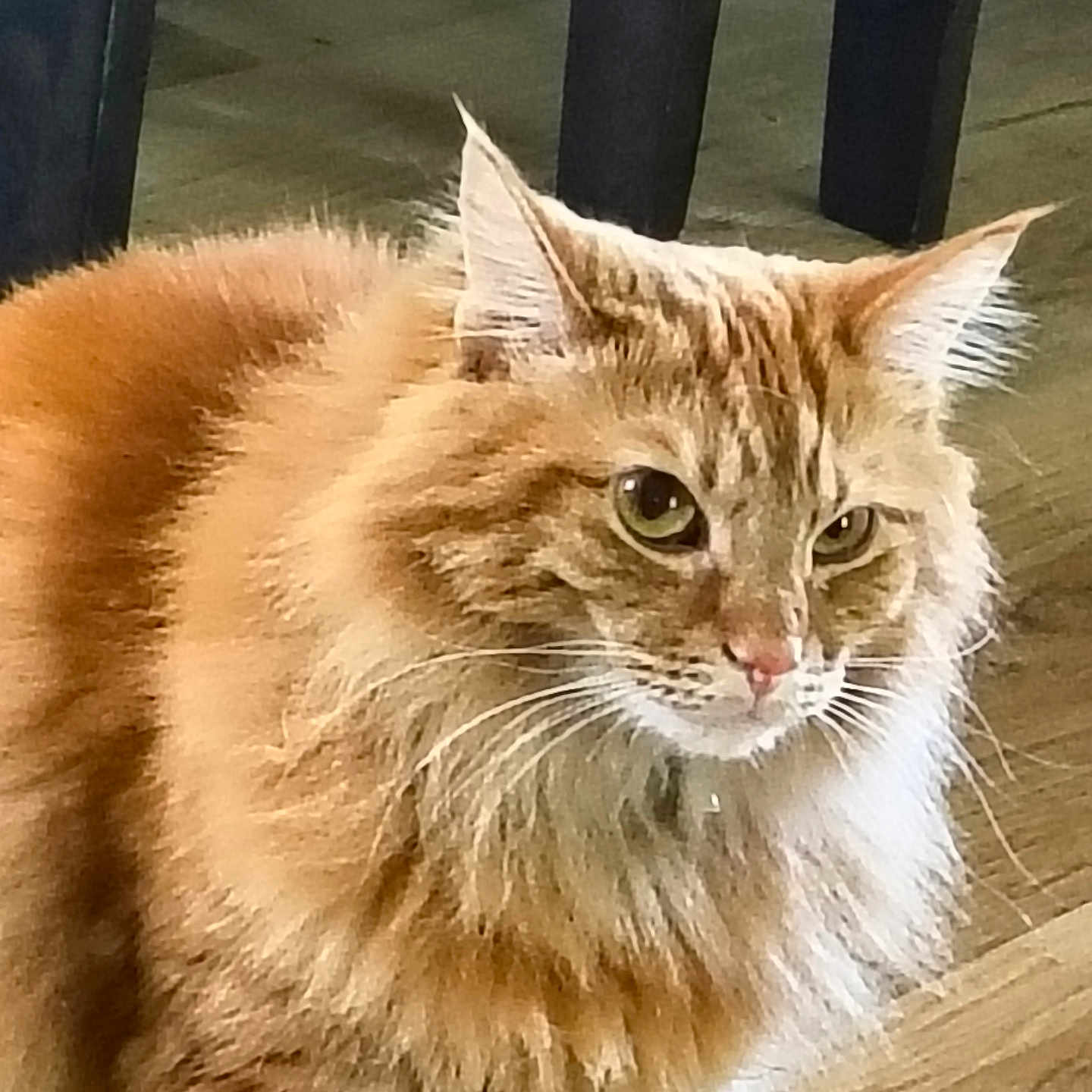 Sunny is registered to the contest to win money with this photo: animal, cat, closeup, curious, domestic_animal, ears, face, feline, fluffy, fur, furniture, indoor, legs, looking, mammal, orange_tabby, pet, standing, whiskers, wooden_floor