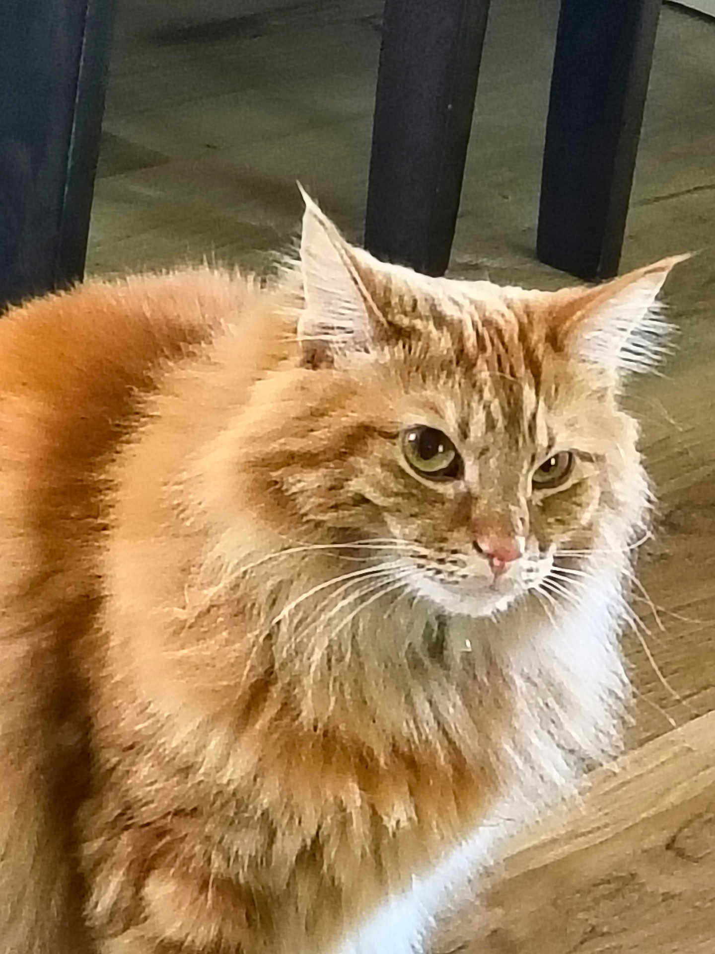 Sunny is registered to the contest to win money with this photo: cat, orange_tabby, fluffy, fur, pet, indoor, wooden_floor, animal, whiskers, ears, face, mammal, feline, domestic_animal, closeup, curious, looking, standing, furniture, legs
