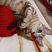 Tigrou a rejoint le concours — aidez-le/la à gagner de superbes lots ! cat, playful, yarn, red_yarn, blanket, cozy, indoor, pet, fur, whiskers, paws, striped, curious, relaxed, closeup, animal, cute, domestic_cat, soft, eyes