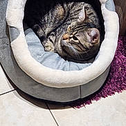 Zimba participe au concours pour gagner de l'argent avec cette photo : cat, tabby, pet_bed, cozy, indoor, fur, animal, resting, curled_up, ears, soft, tile_floor, rug, cute, feline, domestic_animal, comfortable, household, snug, looking
