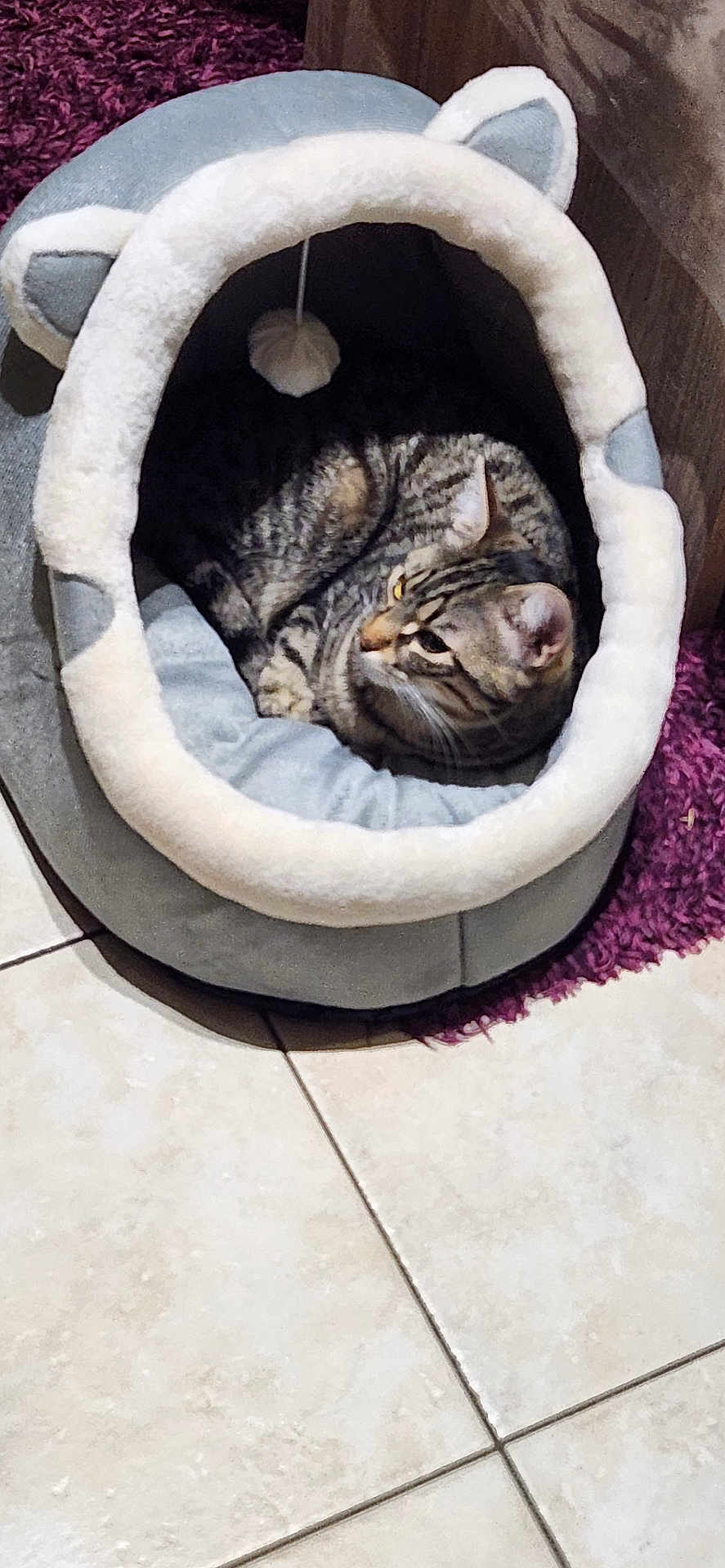 Zimba participe au concours pour gagner de l'argent avec cette photo : cat, tabby, pet_bed, cozy, indoor, fur, animal, resting, curled_up, ears, soft, tile_floor, rug, cute, feline, domestic_animal, comfortable, household, snug, looking