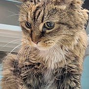 Marshmellow is registered to the contest to win money with this photo: cat, tabby, feline, fur, whiskers, ears, paws, curious, closeup, animal, pet, indoor, looking, cute, mammal, young, portrait, soft, shiny_surface, domestic_animal