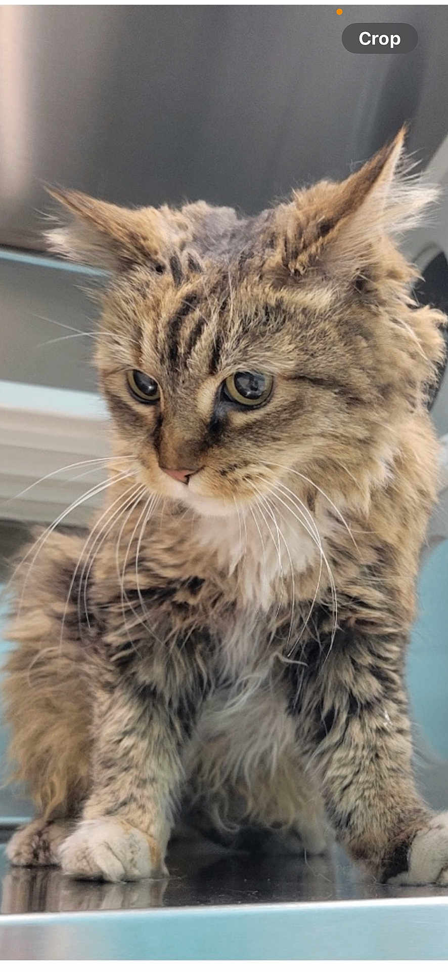 Marshmellow is registered to the contest to win money with this photo: cat, tabby, feline, fur, whiskers, ears, paws, curious, closeup, animal, pet, indoor, looking, cute, mammal, young, portrait, soft, shiny_surface, domestic_animal