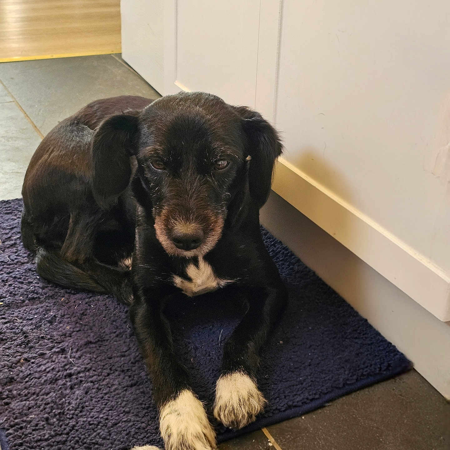 Sophie is registered to the contest to win money with this photo: dog, black_dog, white_paws, indoor, rug, floor, cabinet, toy, pet, animal, lying_down, calm, cozy, home, tile_floor, natural_light, fur, resting, domestic, closeup
