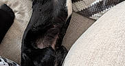 Sophie is registered to the contest to win money with this photo: dog, black_dog, couch, blanket, chevron_pattern, indoor, relaxed, sleeping, pet, fur, paw, collar, cozy, resting, furniture, animal, domestic, comfort, laying_down, home
