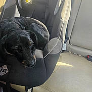 Sophie joined the competition — help win amazing prizes! dog, car_seat, black_dog, sleeping, curled_up, car_interior, beige_seat, sunlight, pet, animal, cozy, resting, canine, seat_belt, fabric, vehicle, travel, comfort, domestic_animal, text_overlay