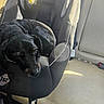 dog, car_seat, black_dog, sleeping, curled_up, car_interior, beige_seat, sunlight, pet, animal, cozy, resting, canine, seat_belt, fabric, vehicle, travel, comfort, domestic_animal, text_overlay