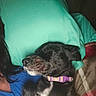 Sophie is registered to the contest to win money with this photo: dog, black_dog, collar, resting, sleeping, pillow, blue_shirt, blanket, indoor, pet, cozy, closeup, fur, animal, companion, relaxed, comfort, bedroom, calm, domestic