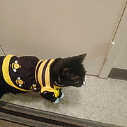 Willow is registered to the contest to win money with this photo: animal, bee_costume, black, black_cat, cat, clothing, costume, curious, cute, domestic_animal, door, floor, fur, indoor, looking, mammal, pet, side_view, white, yellow