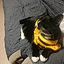 Willow is registered to the contest to win money with this photo: cat, tuxedo_cat, costume, yellow_outfit, paws, white_paws, whiskers, bed, quilted_blanket, sofa, couch, indoor, pet, feline, black_fur, white_markings, relaxed, close_up, home, accessory